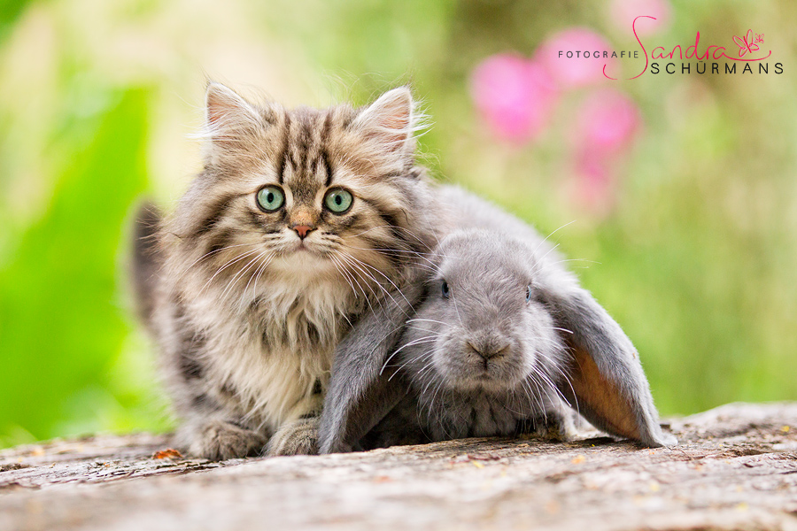 BLH Kitten mit Kaninchen