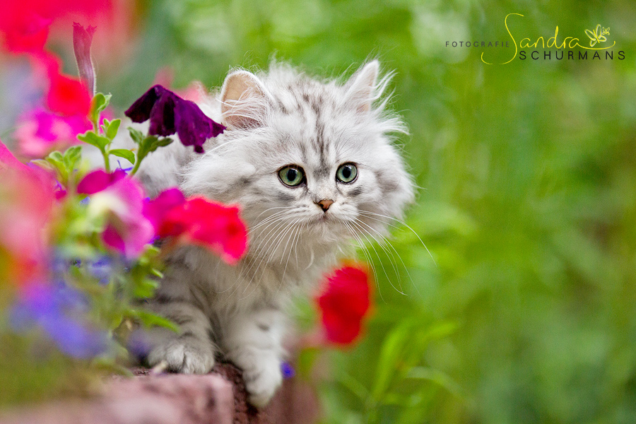 Highlander Kitten m Blumenbeet