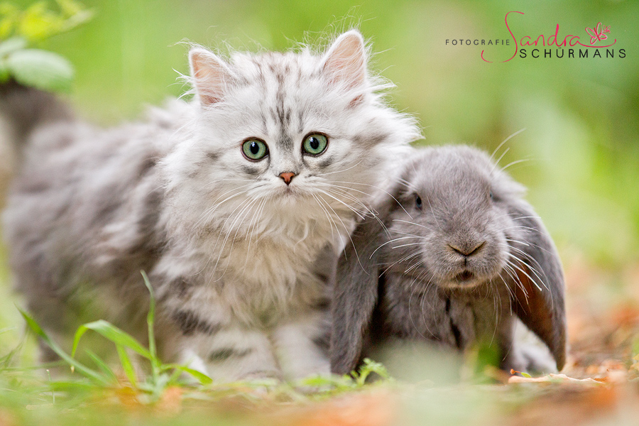 BLH Kitten mit Kaninchen